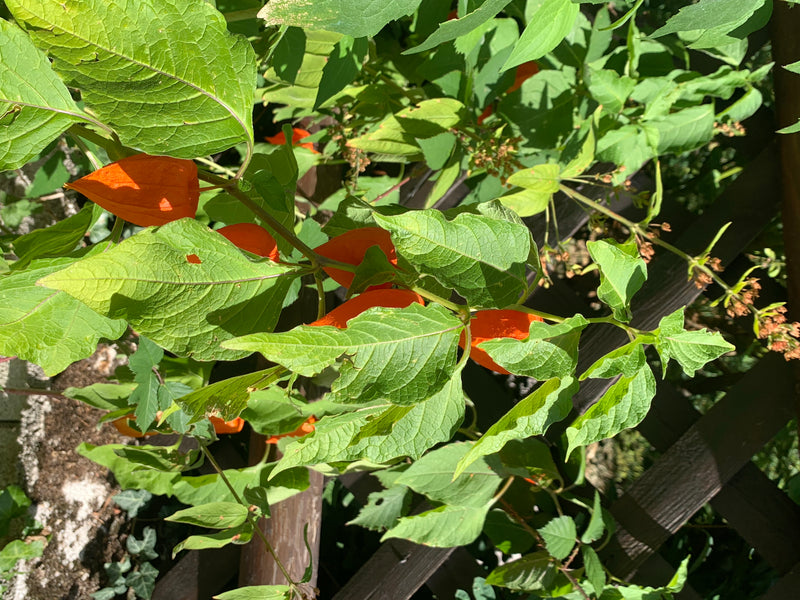 Lampionblume — Bild 1 von 2