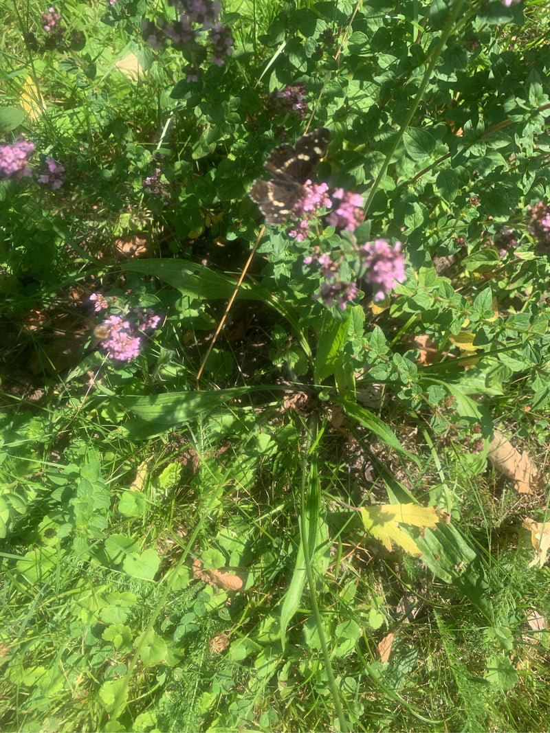 Landkärtchen (Raupe) — Bild 2