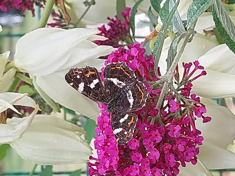 Landkärtchen (Raupe) — Bild 3