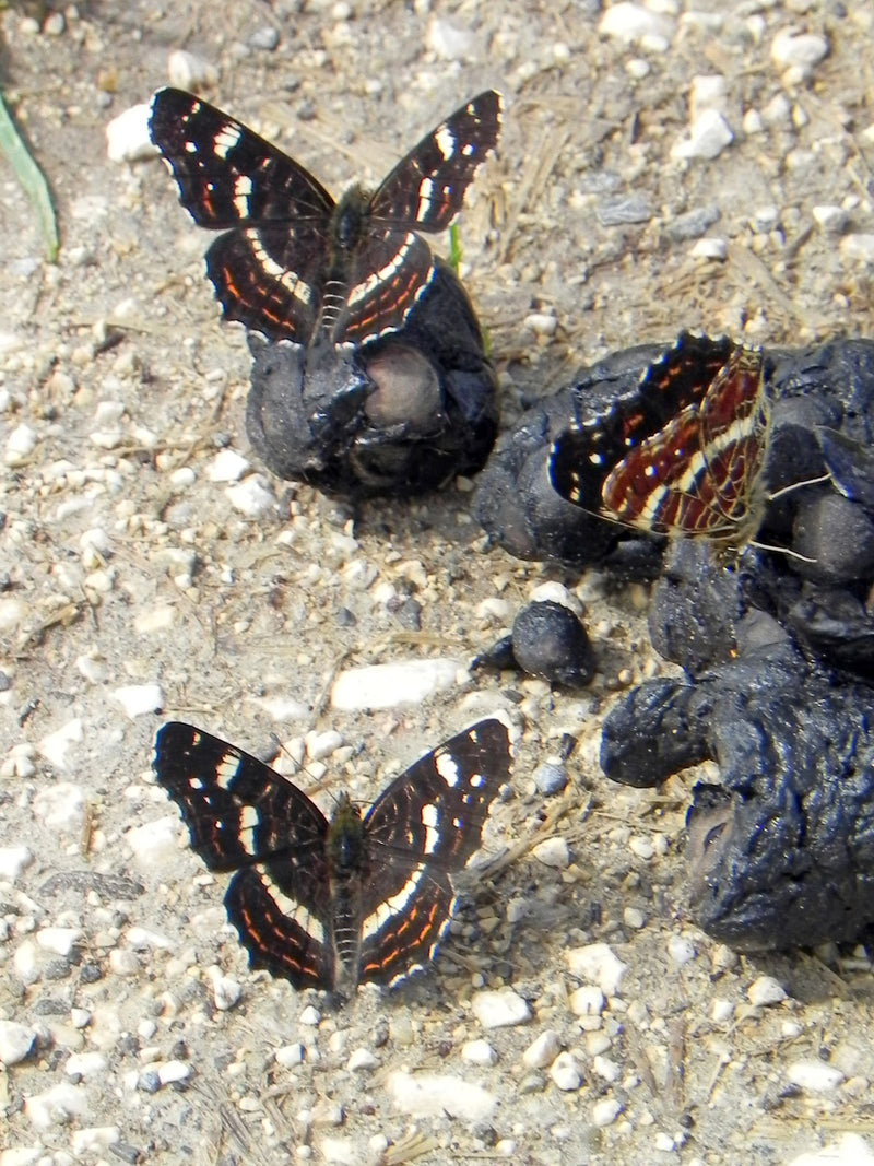 Landkärtchen (Raupe) — Bild 4