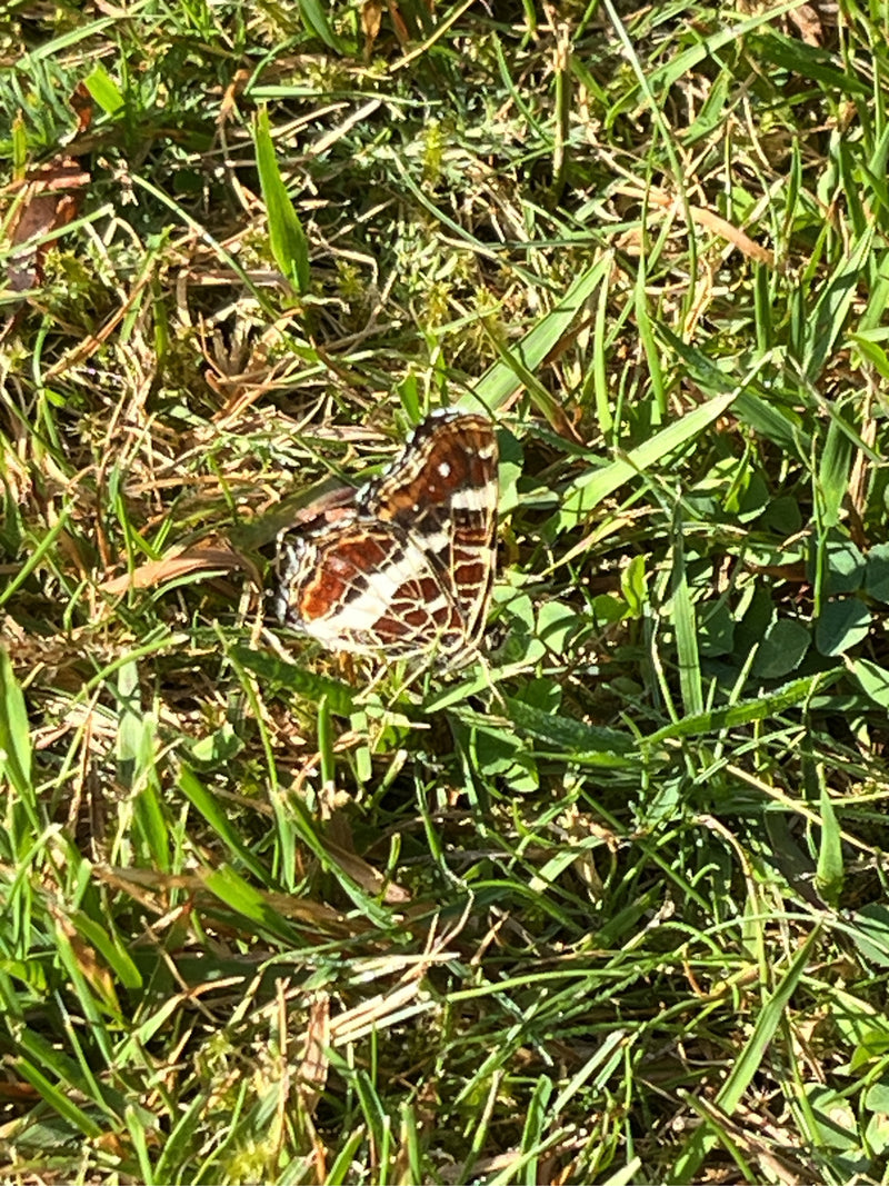 Landkärtchen (Raupe) — Bild 1