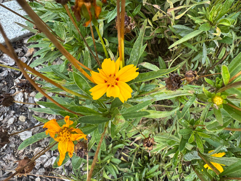 Eine gelbe Blüte des Lanzettblättrigen Mädchenauges umgeben von lanzettlichen Blättern und verblühten Fruchtständen in einem Gartenbeet.