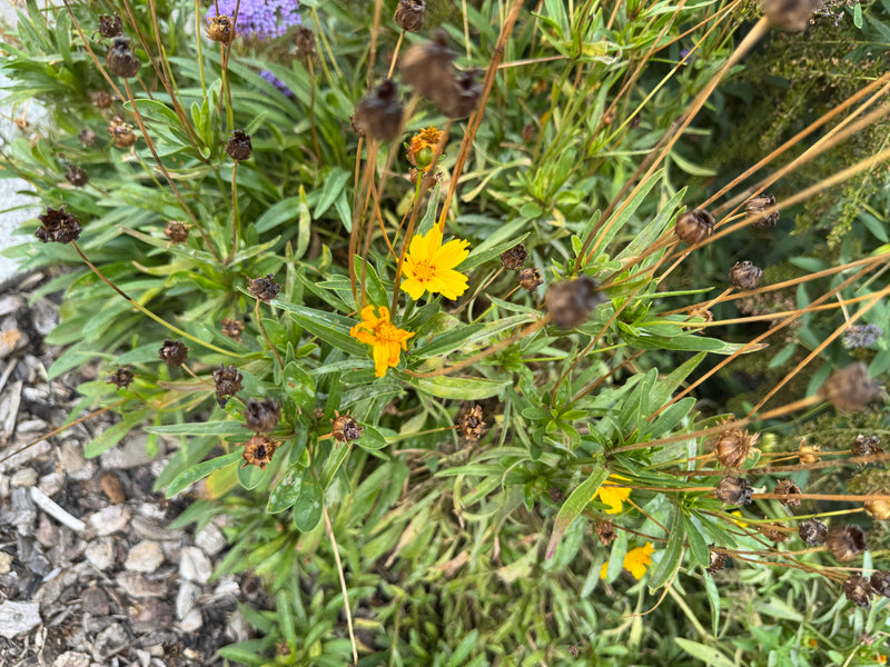 Ein Lanzettblättriges Mädchenauge zeigt gelbe Blüten und verblühte Samenstände in einem Beet.
