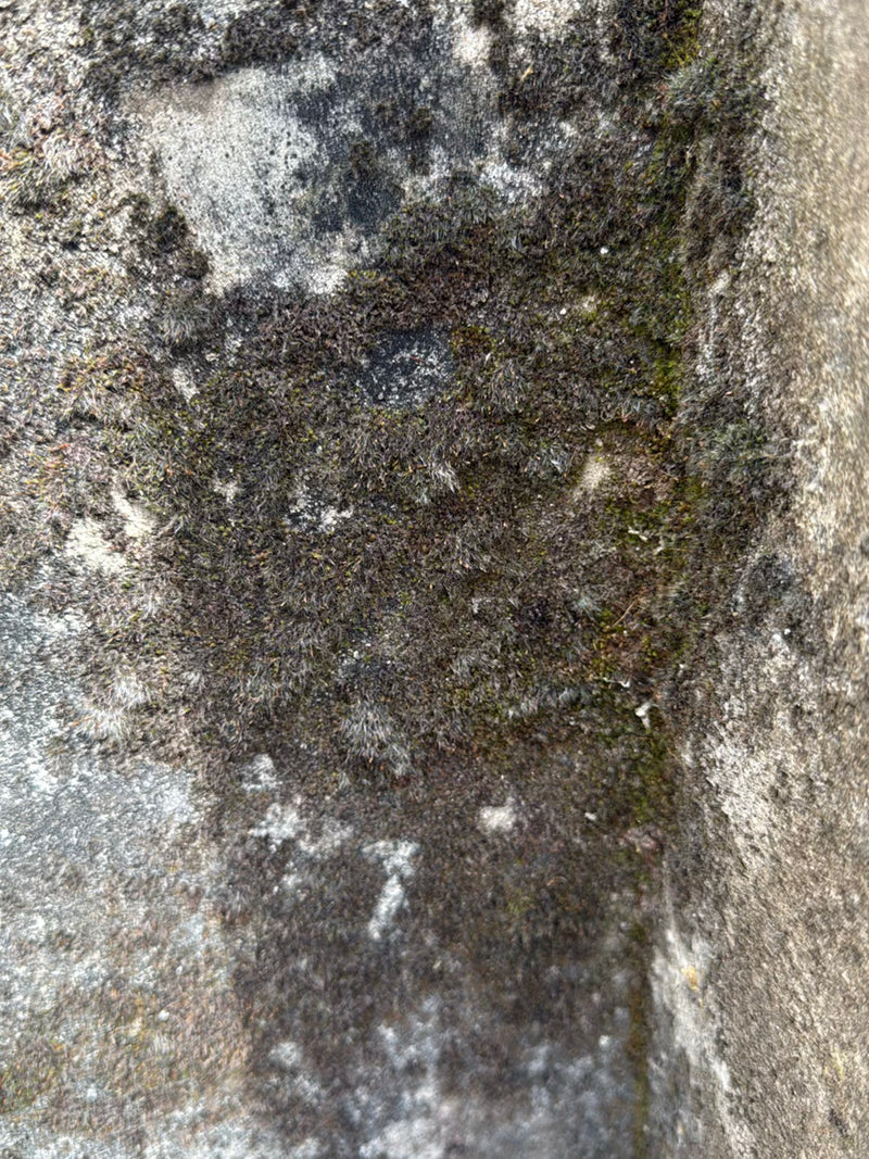 Laubmoose — Bild 1