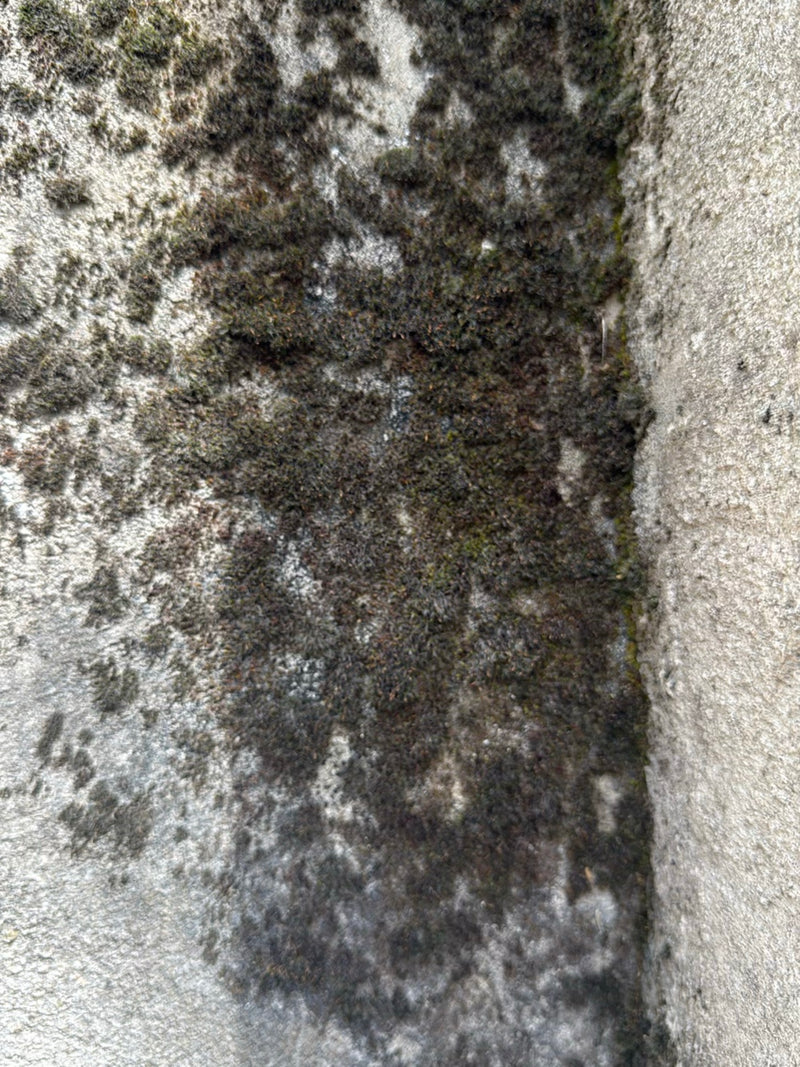 Laubmoose — Bild 2