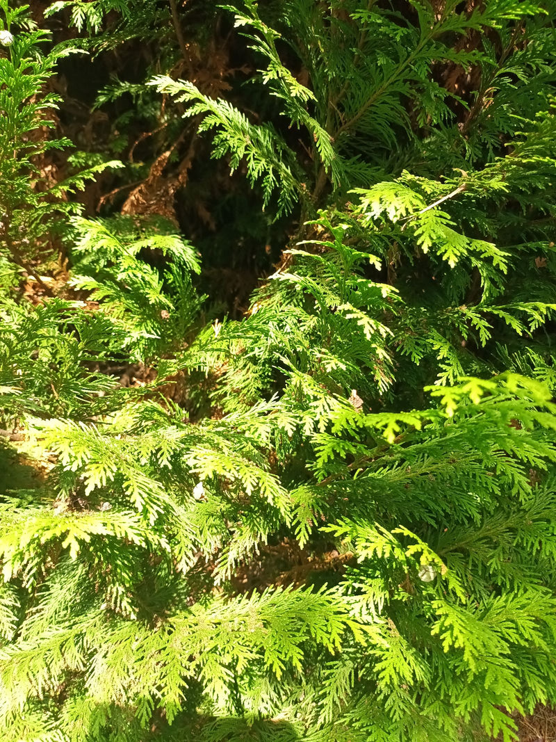 Oregon-Scheinzypresse — Bild 1