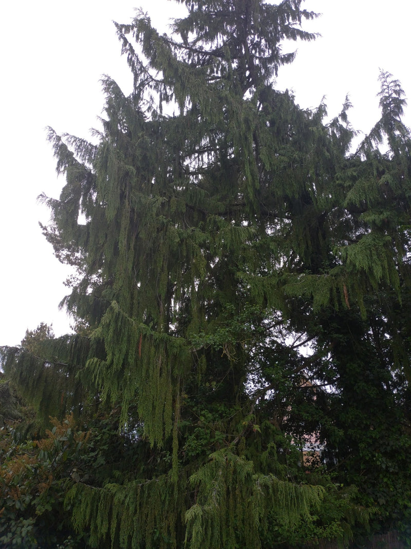 Oregon-Scheinzypresse — Bild 5