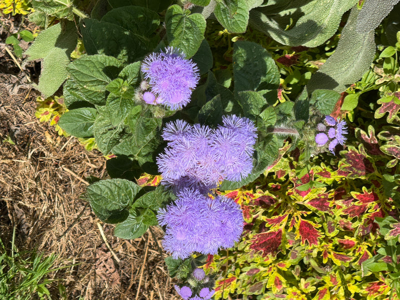 Ein blühender Leberbalsam mit leuchtend blau-violetten, flauschigen Blütenständen wächst inmitten von Begleitpflanzen in einem Beet.