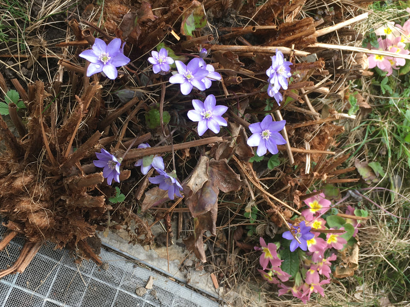 Auf dem Bild sind mehrere leuchtend violette Leberblümchenblüten zu sehen, die zwischen alten Pflanzenresten und Laub hervorwachsen. Die Aufnahme zeigt die B...