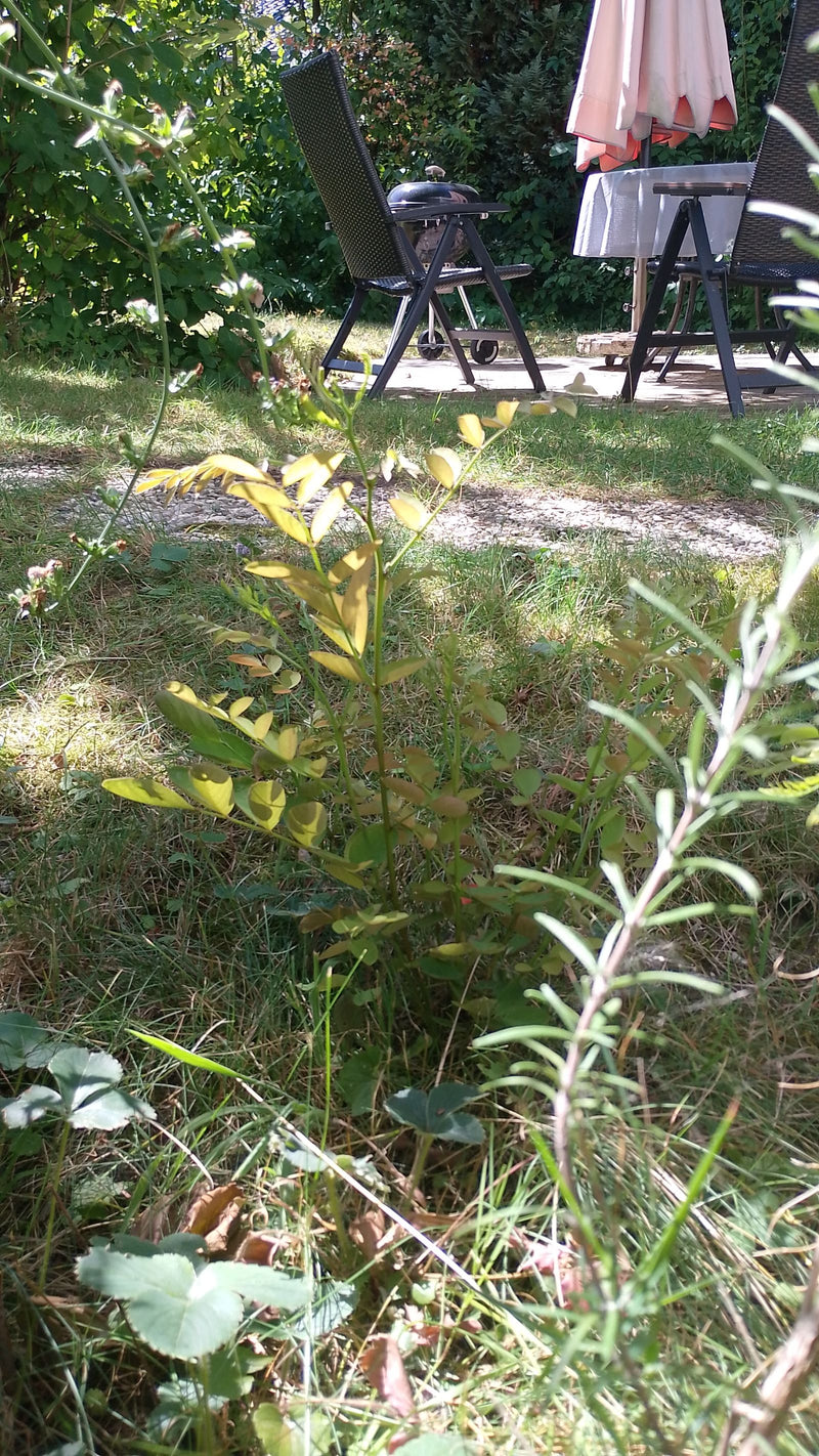 Gold-Gleditschie — Bild 1