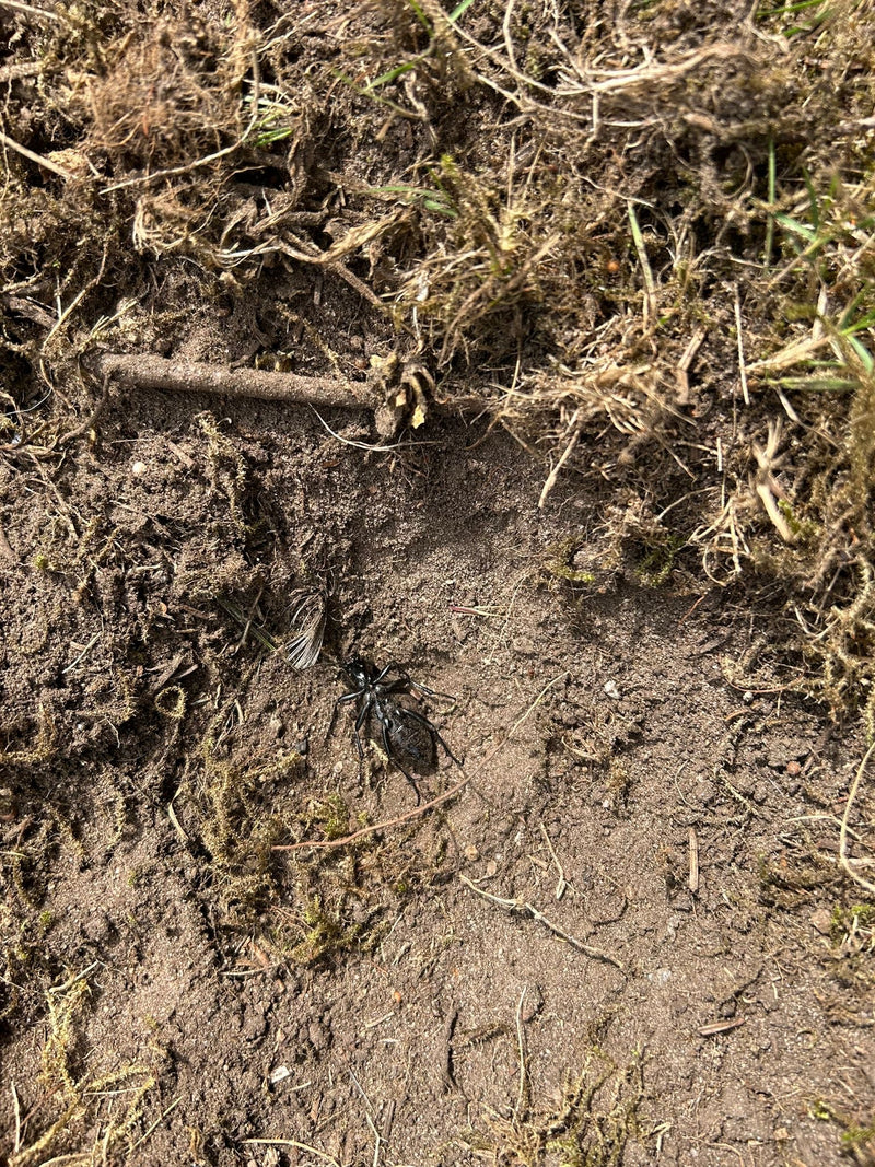 Lederlaufkäfer — Bild 1