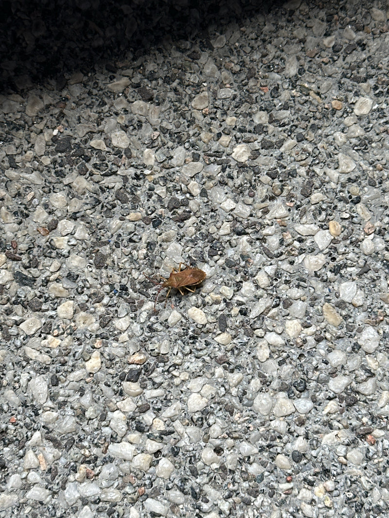 Lederwanze — Bild 1