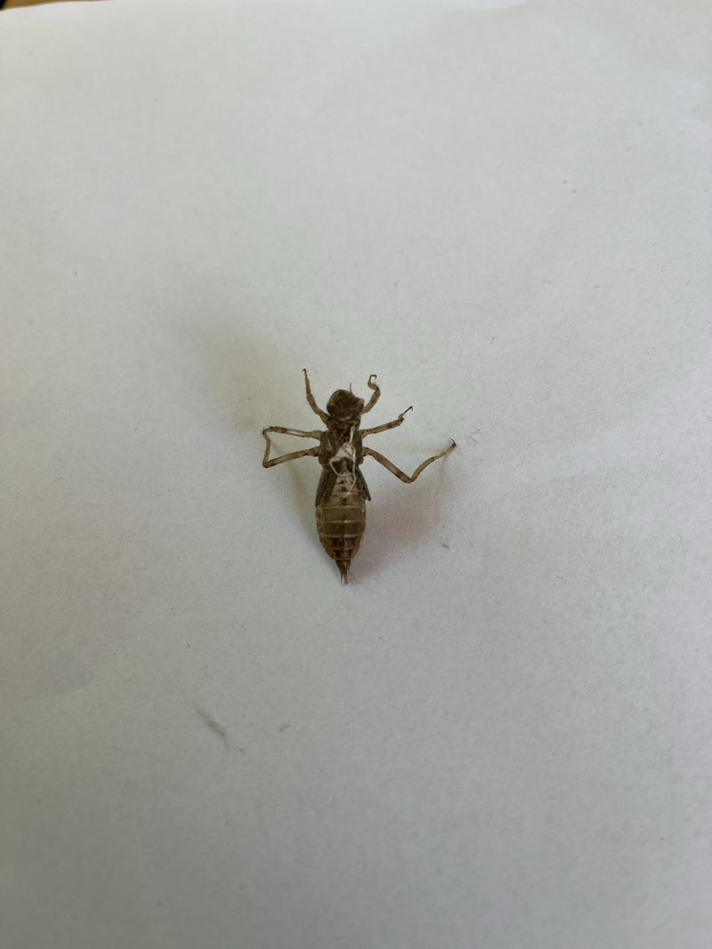 Libelle — Bild 4