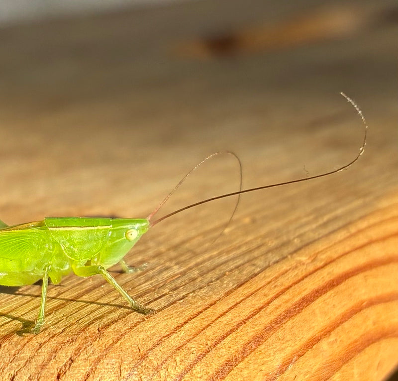 Libelle — Bild 1