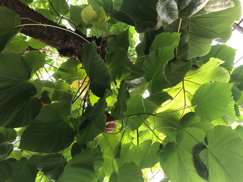 Lichtnussbaum — Bild 2 von 2