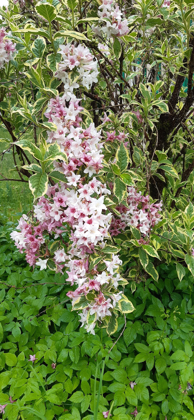 Weigelien — Bild 2