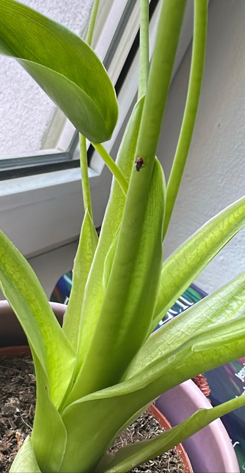 Lilienhähnchen — Bild 2