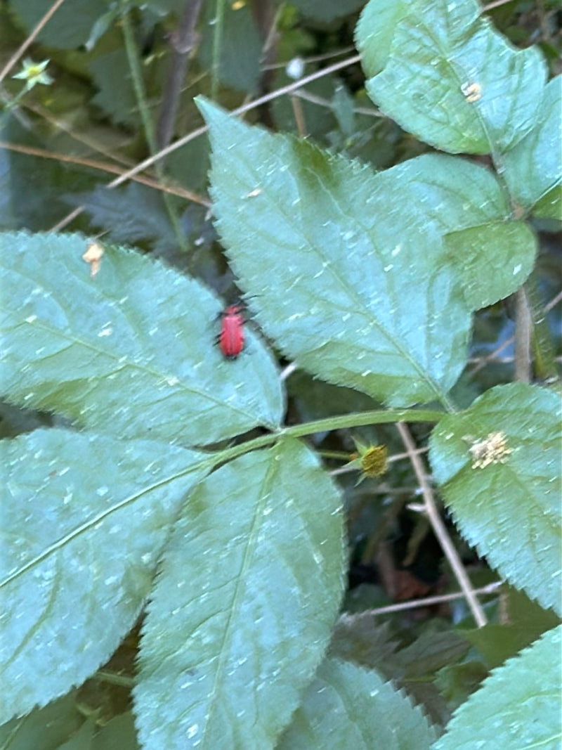 Lilienhähnchen — Bild 3
