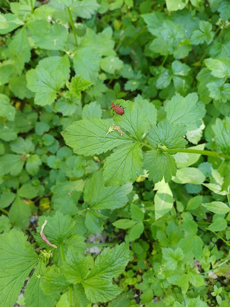 Lilienhähnchen — Bild 4