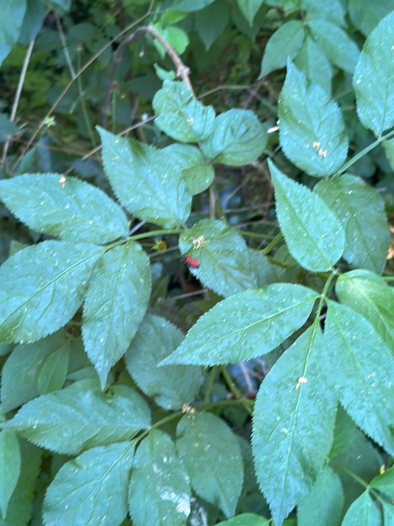 Lilienhähnchen — Bild 5