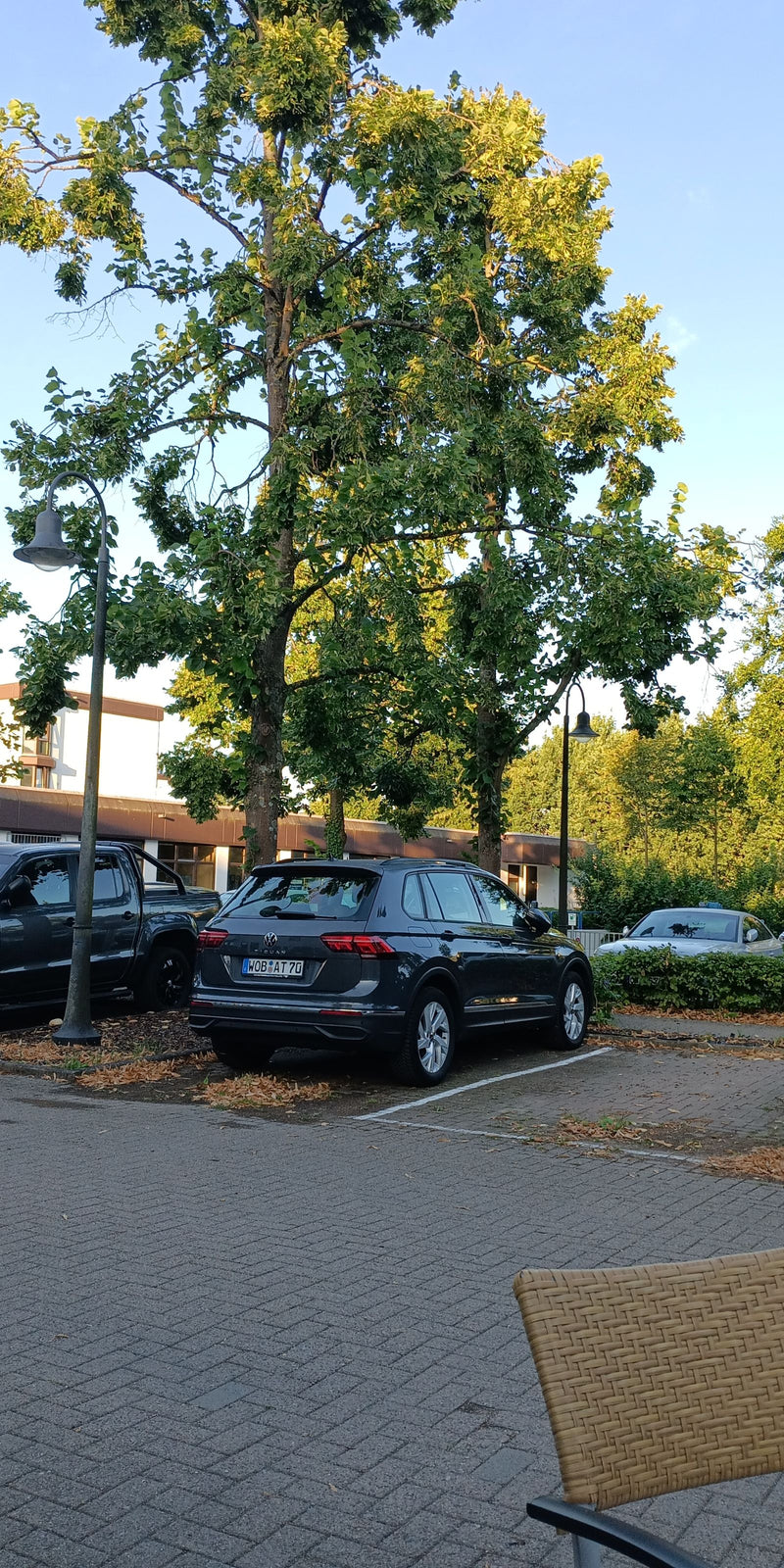 Linde — Bild 1