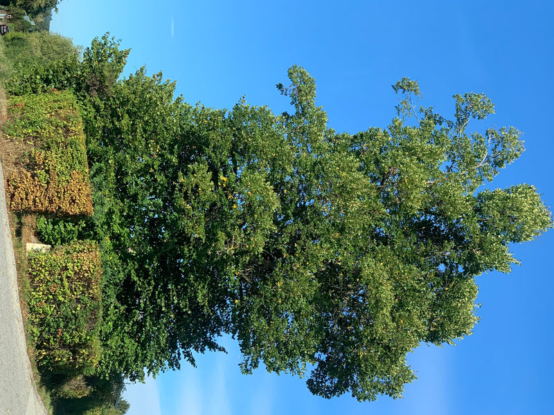 Das Foto zeigt eine große, belaubte Linde, die vor einem strahlend blauen Himmel steht. Der Baum ist in seiner gesamten Höhe gut erkennbar.