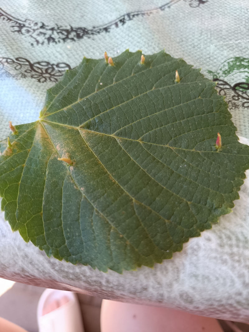 Linden-Beutelgallmilbe — Bild 1