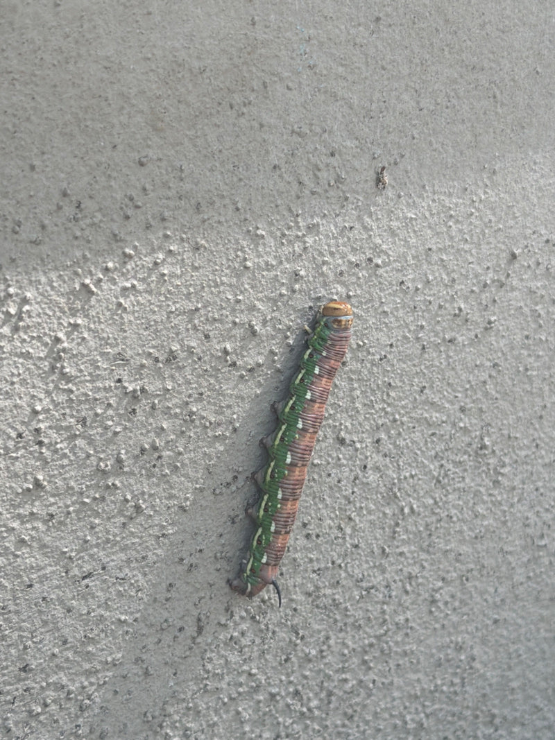 Linienschwärmer — Bild 3