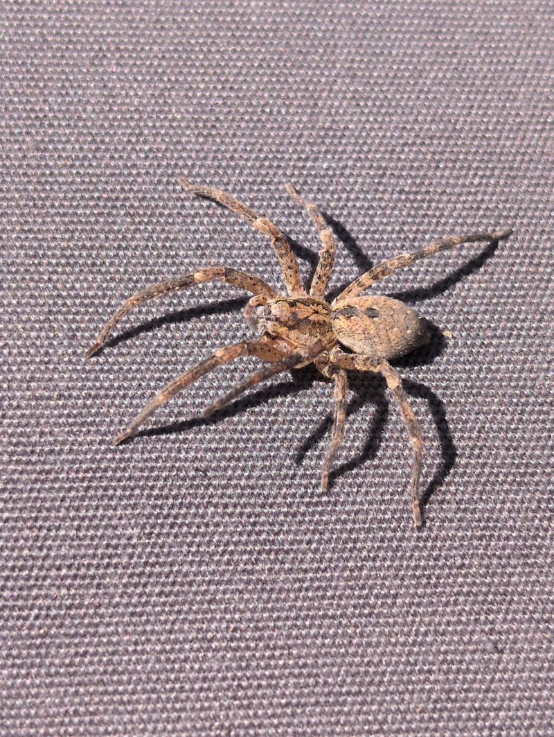 Listspinne — Bild 1