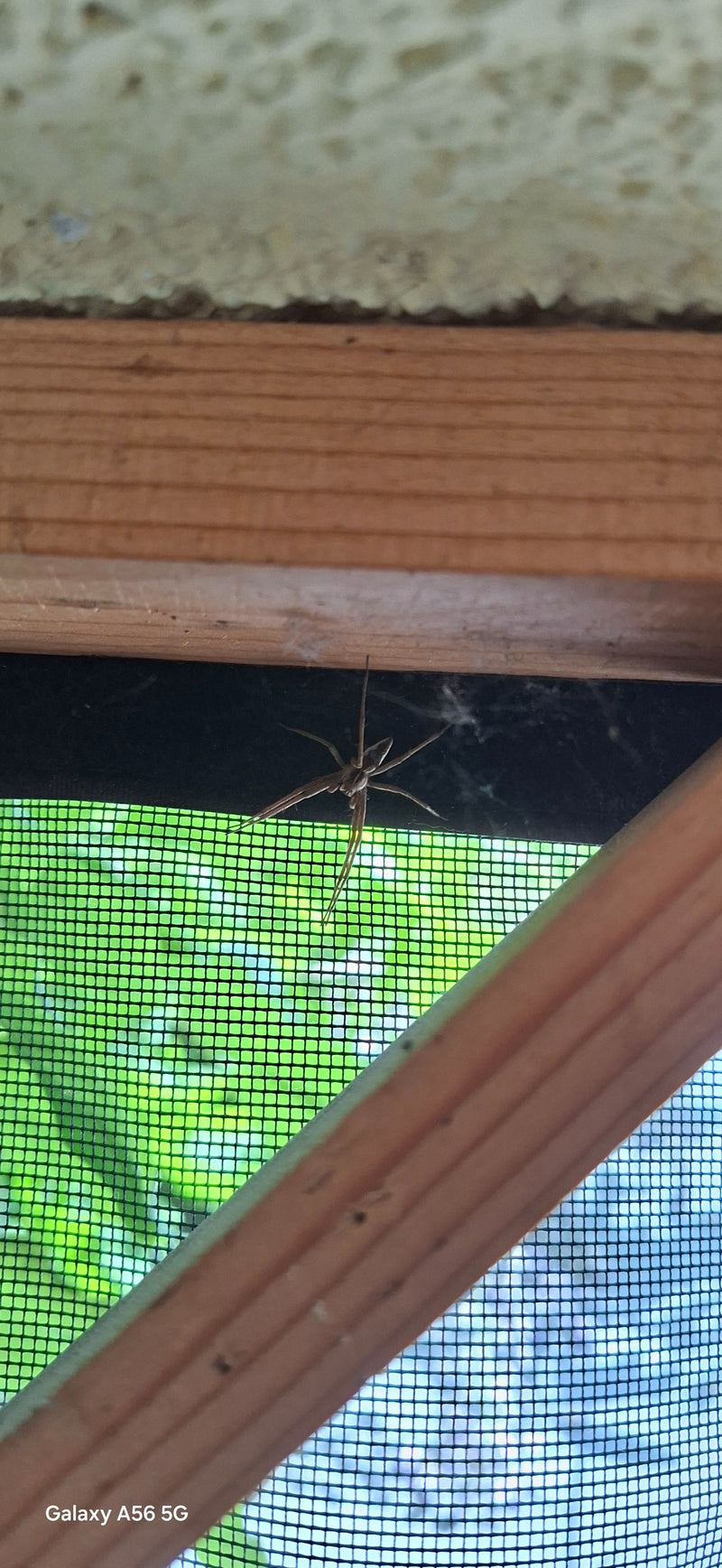 Listspinne — Bild 4