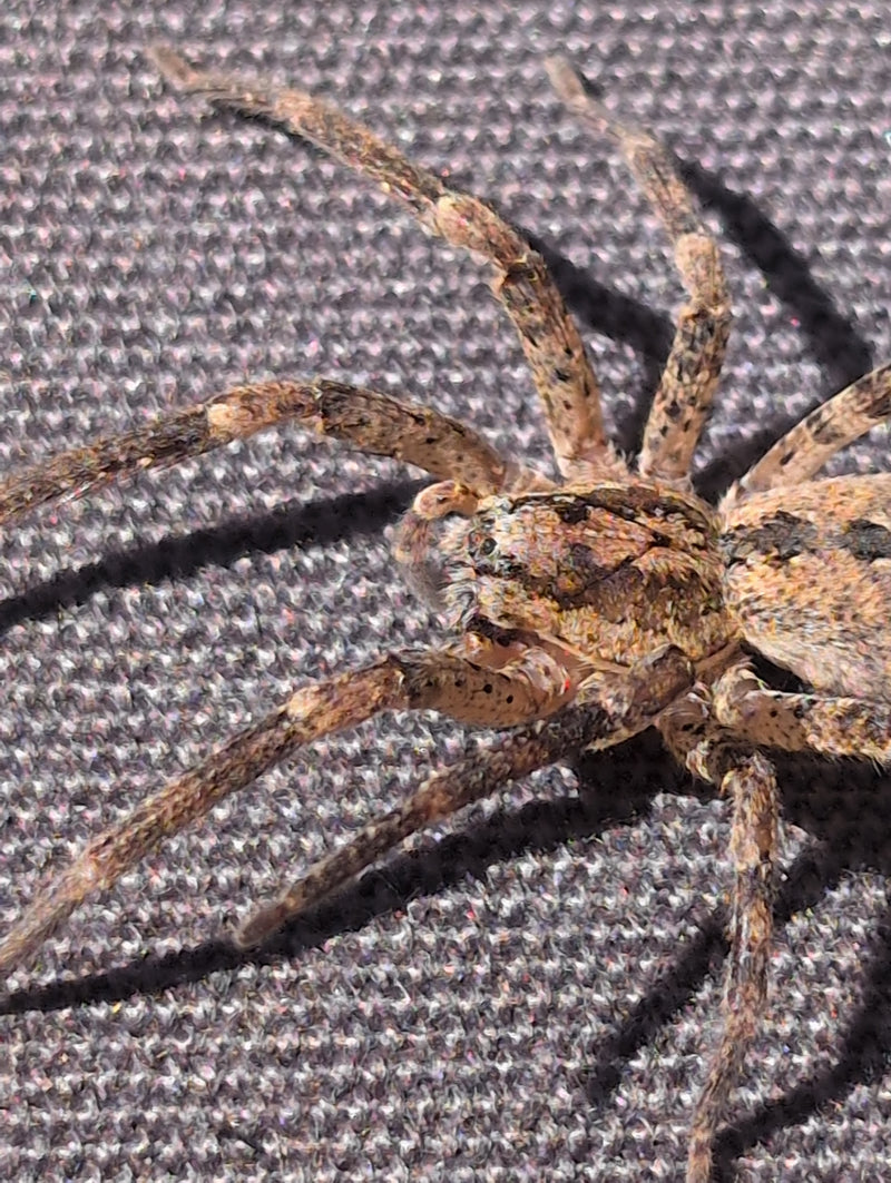 Listspinne — Bild 3