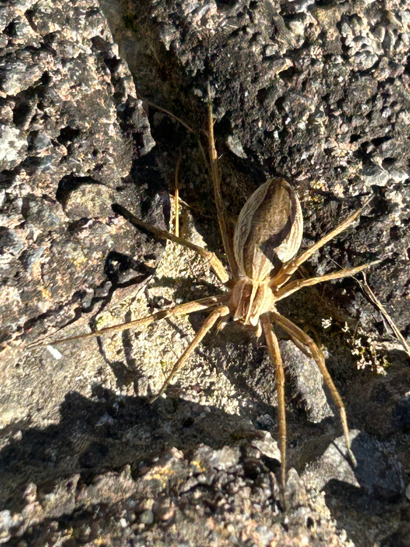 Listspinne — Bild 2
