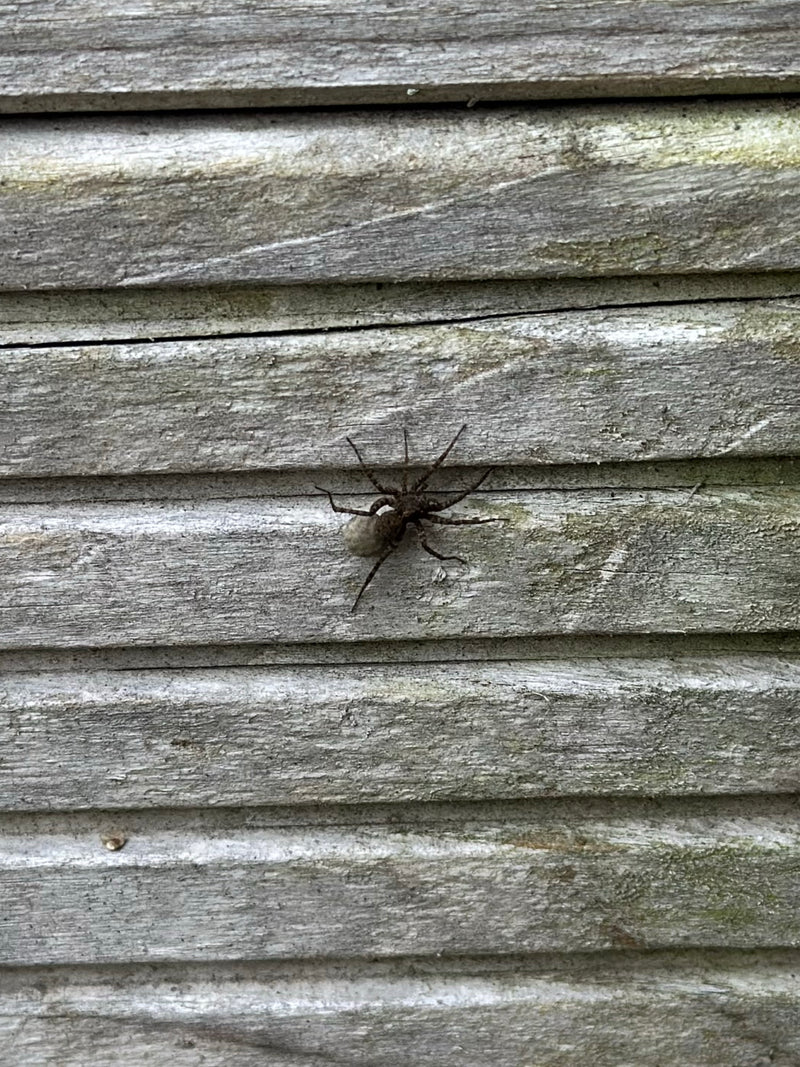 Listspinne — Bild 5