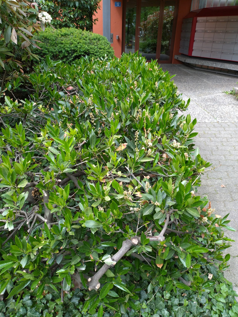 Kirschlorbeer — Bild 4