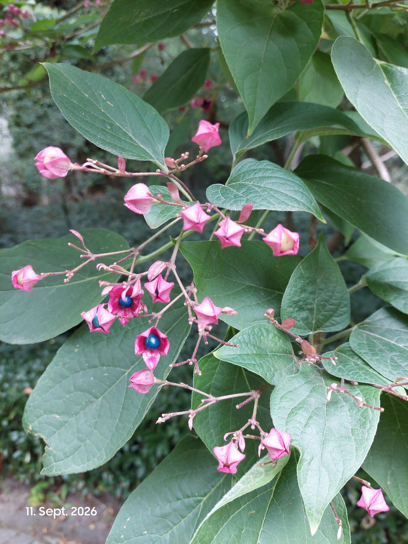 Zu sehen ist ein Zweig des Losbaums mit markanten grünen Blättern, pinkfarbenen Kelchen und leuchtend blauen Früchten. Die Aufnahme zeigt die Pflanze in ihre...