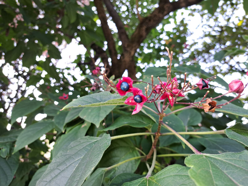 Zweig eines Losbaums mit typischen metallisch glänzenden, blauen Beeren inmitten auffälliger magentaroter Kelchblätter.