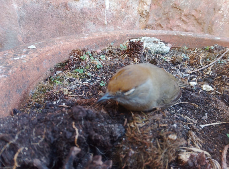Eine weibliche Mönchsgrasmücke mit brauner Kappe sitzt auf dunkler Erde in einem Pflanzkübel. Der kleine Singvogel ruht auf dem Boden.