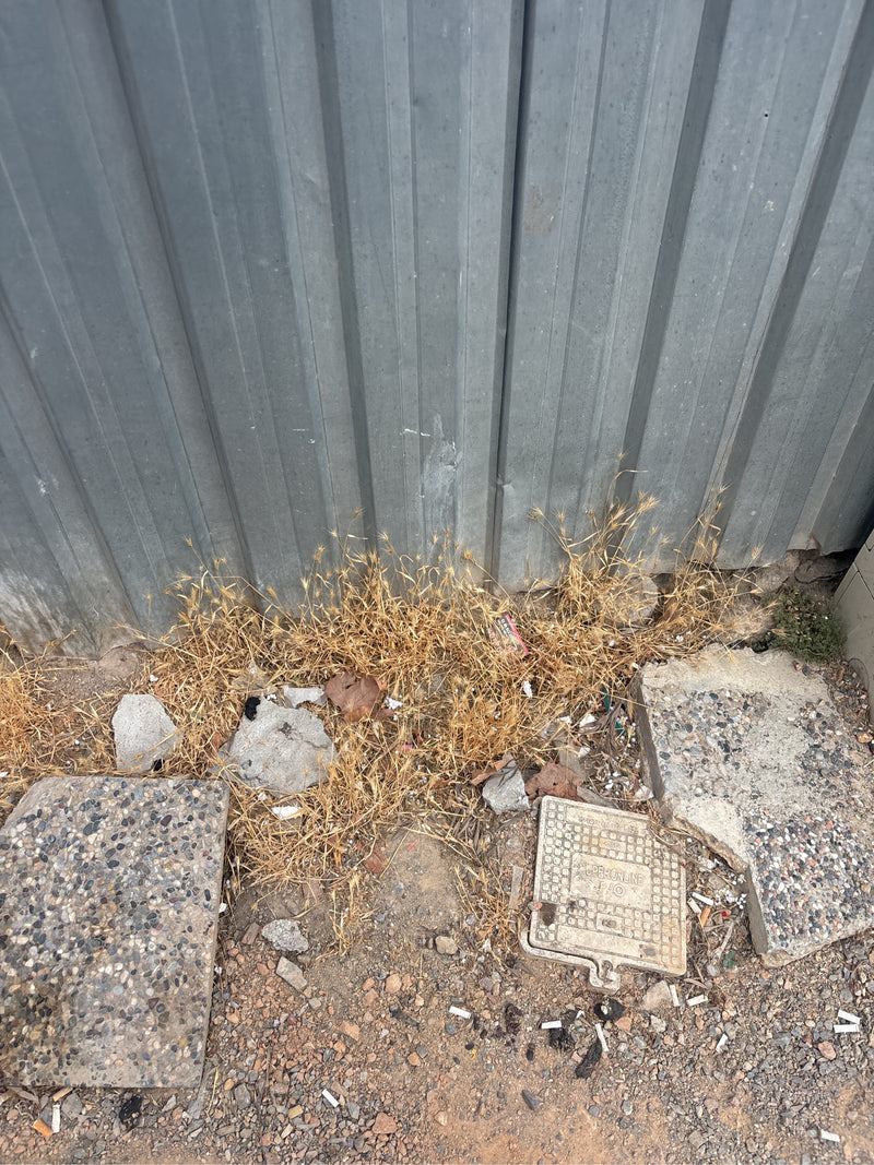 Mäuse-Gerste — Bild 1