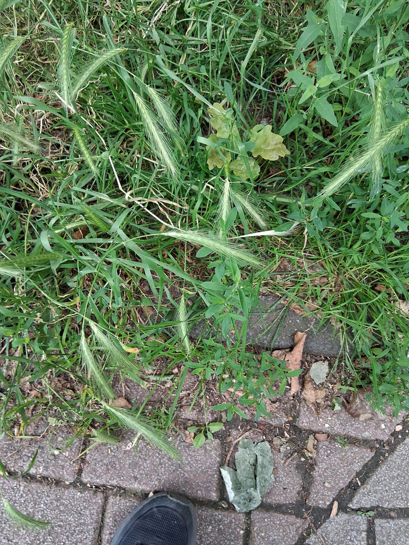 Mäuse-Gerste — Bild 3