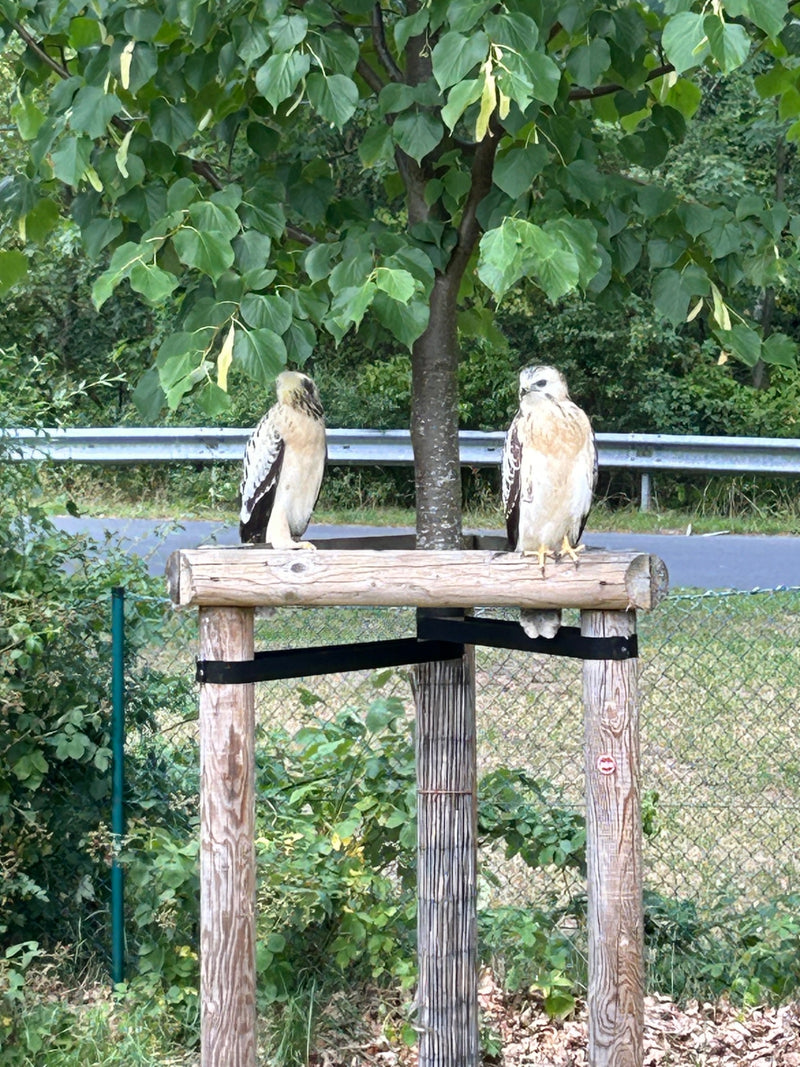 Mäusebussard — Bild 3