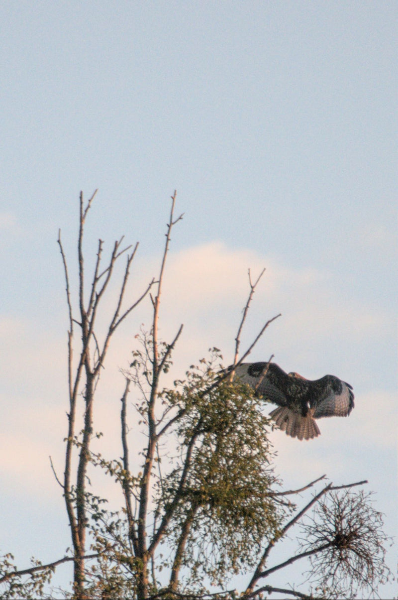 Mäusebussard — Bild 5