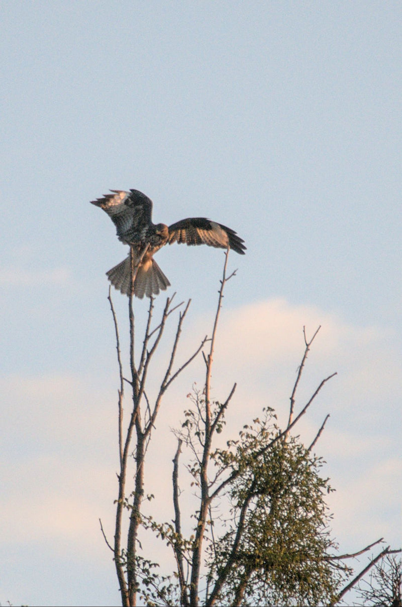 Mäusebussard — Bild 4
