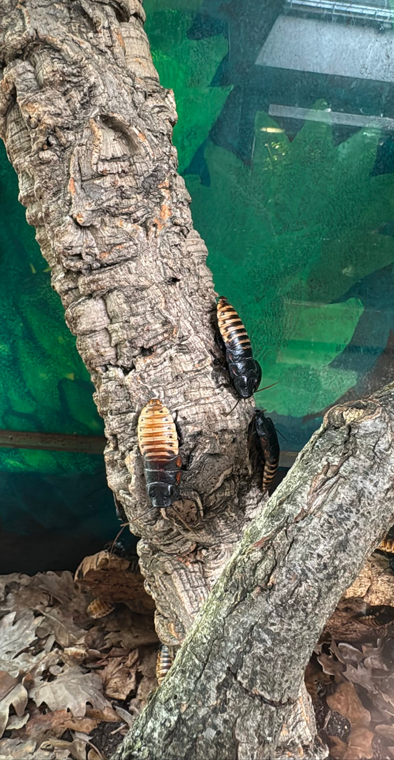Madagaskarschabe — Bild 2