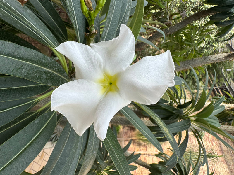 Eine geöffnete weiße Blüte einer Madagaskarpalme mit gelblicher Mitte, umgeben von länglichen grünen Blättern.