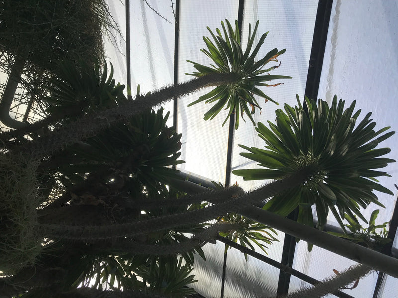 Madagaskarpalme — Bild 4 von 7