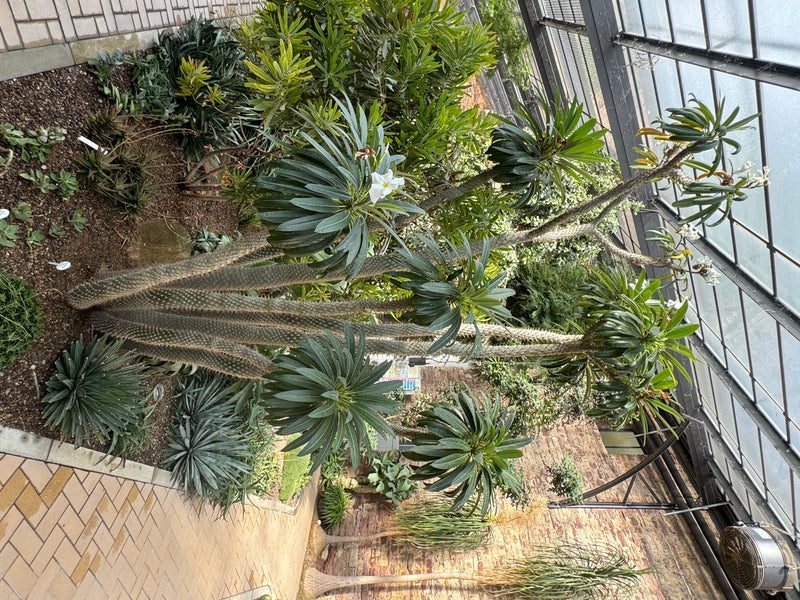 Eine blühende Madagaskarpalme mit verzweigten, dornigen Stämmen und Blätterschöpfen wächst in einem Gewächshausbeet.