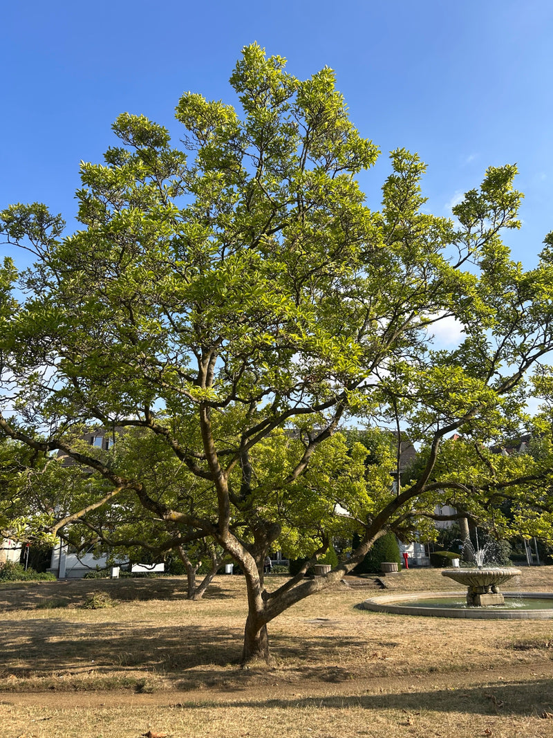 Magnolie — Bild 1