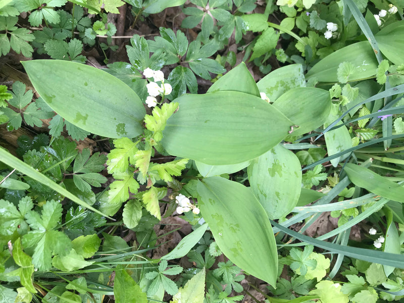 Auf dem Bild sind Maiglöckchen mit ihren charakteristischen breiten, grünen Blättern und kleinen, weiß glockenförmigen Blüten zu sehen. Sie wachsen auf dem W...