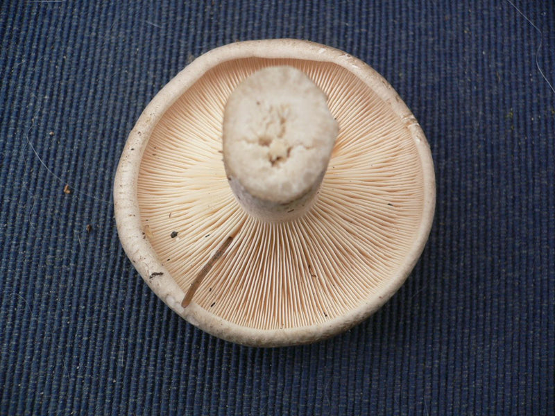 Zu sehen ist die Unterseite eines Maipilzes mit dichten, weißlichen Lamellen und abgeschnittenem Stiel auf einem blauen Textiluntergrund.