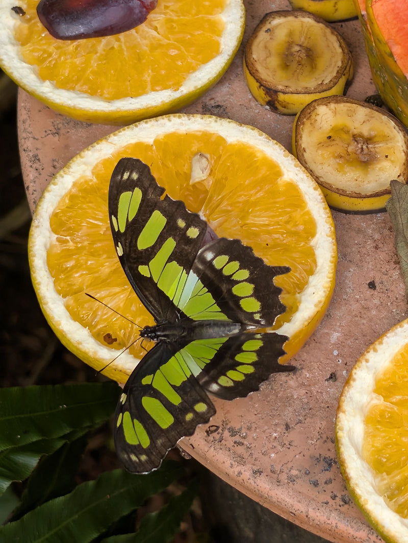 Malachitfalter — Bild 2